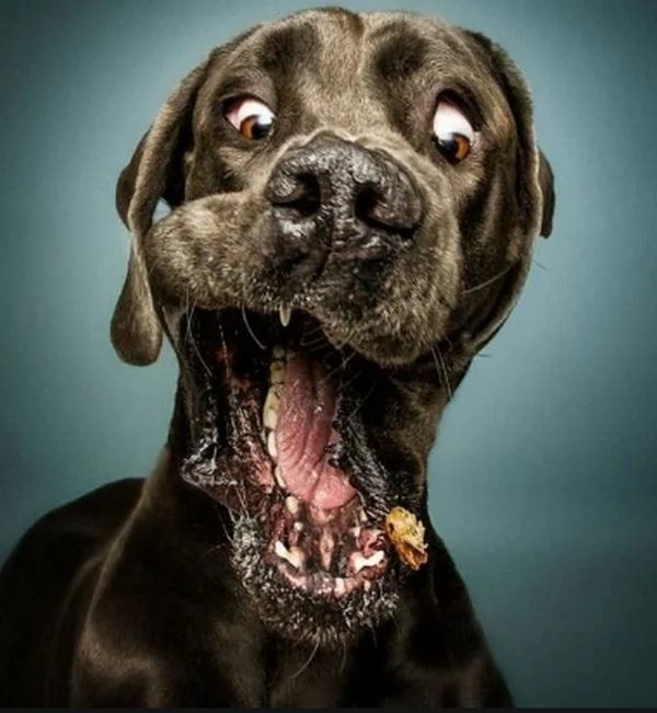 Top 20 Des Chiens Les Plus Dr les Du Monde photo 
