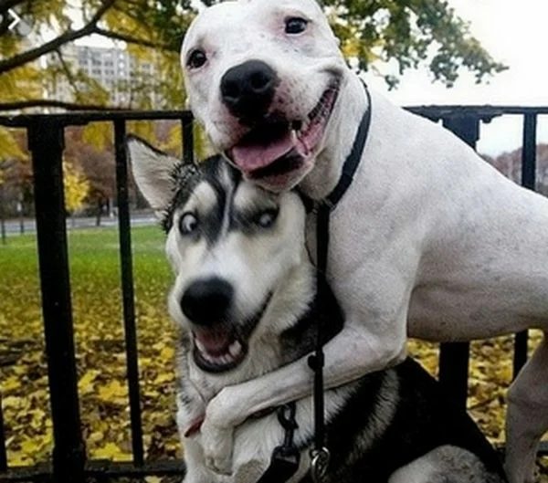 Top 20 Des Chiens Les Plus Dr les Du Mo Nde photo 