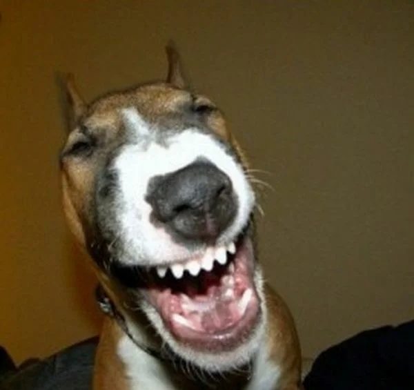 Top 20 Des Chiens Les Plus Dr les Du Mo Nde photo 
