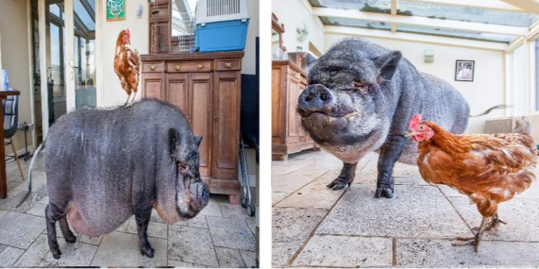 cochon-et-poulet-deviennent-les-meilleurs-amis-du-monde-la-photo-du